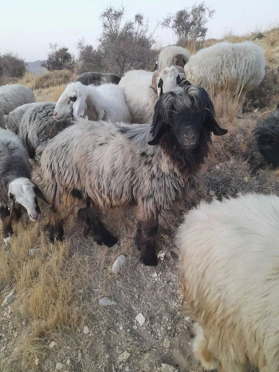 قوچ بختیاری|حیوانات مزرعه|سپیدان, |دیوار