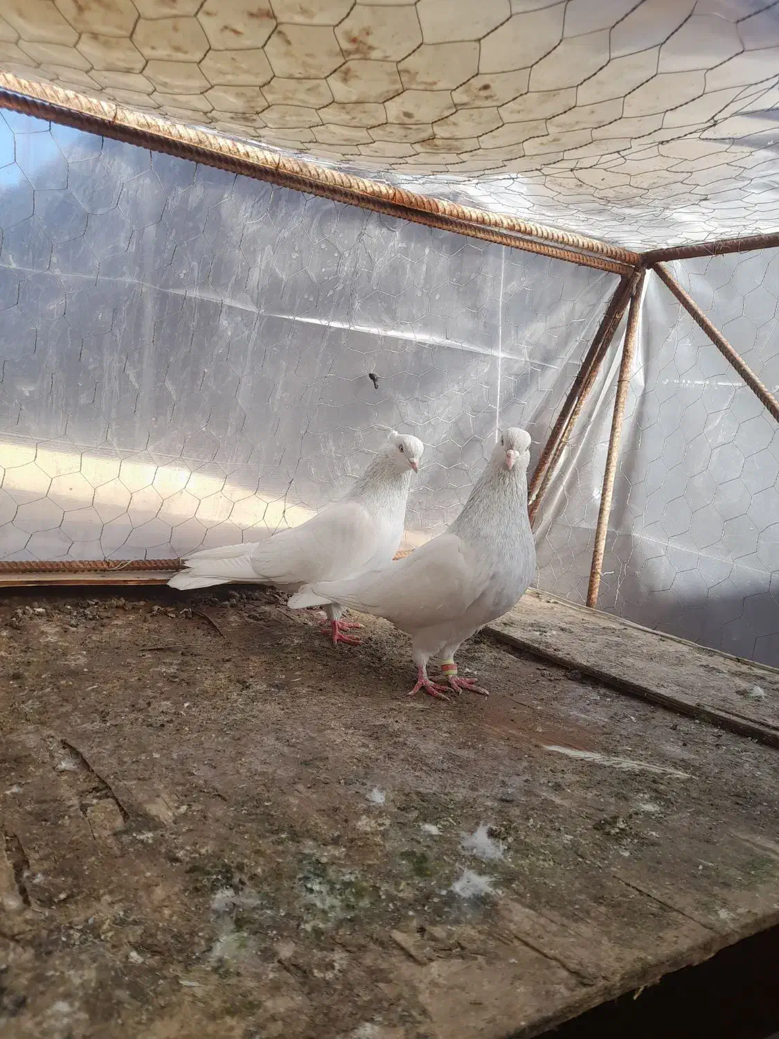 کله ای|پرنده|بم, |دیوار