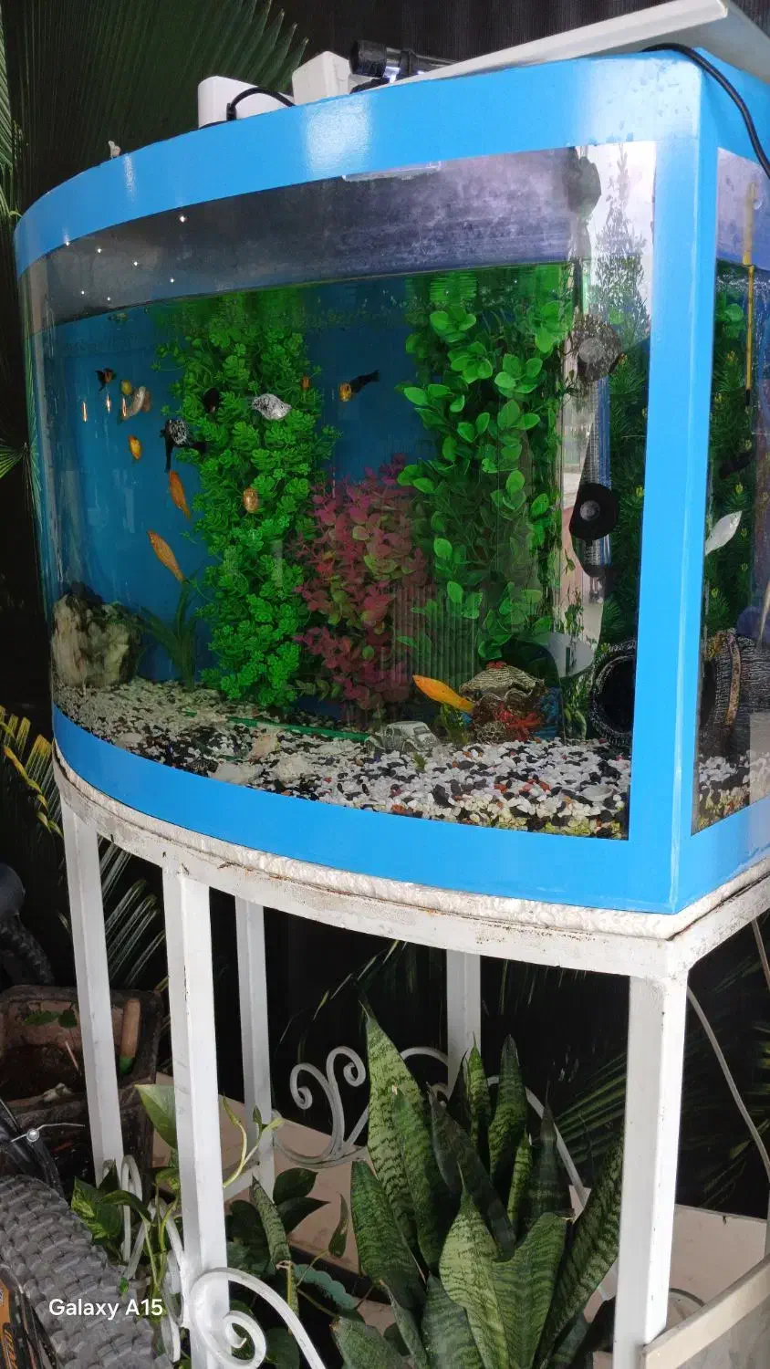 آکواریوم بزرگ|ماهی|گرگان, |دیوار