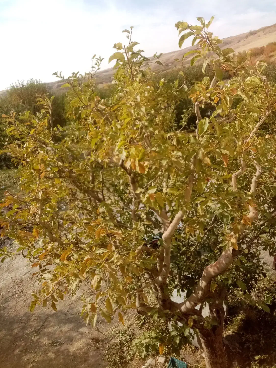 هرس کاری|خدمات باغبانی و درختکاری|مهاباد (آذربایجان غربی), |دیوار