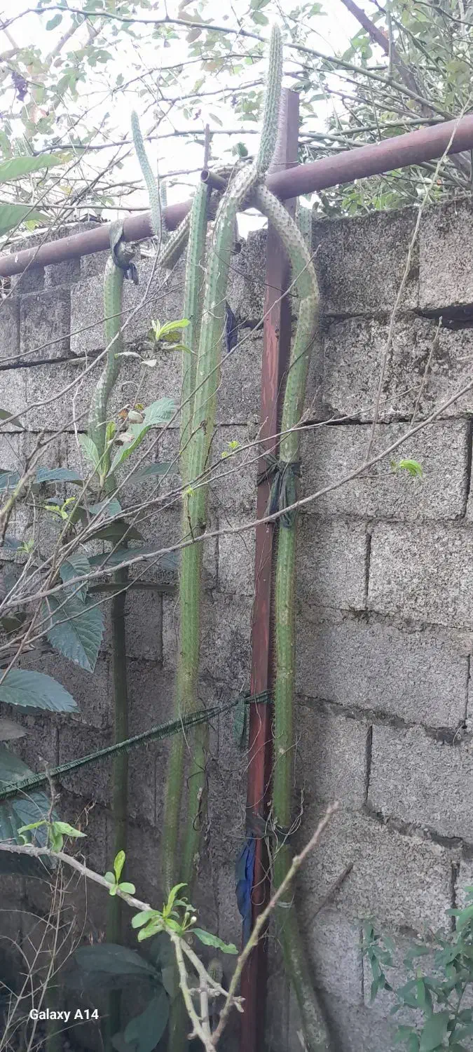 گل کاکتوس ماری بلند|گل و گیاه طبیعی|گوراب زرمیخ, |دیوار