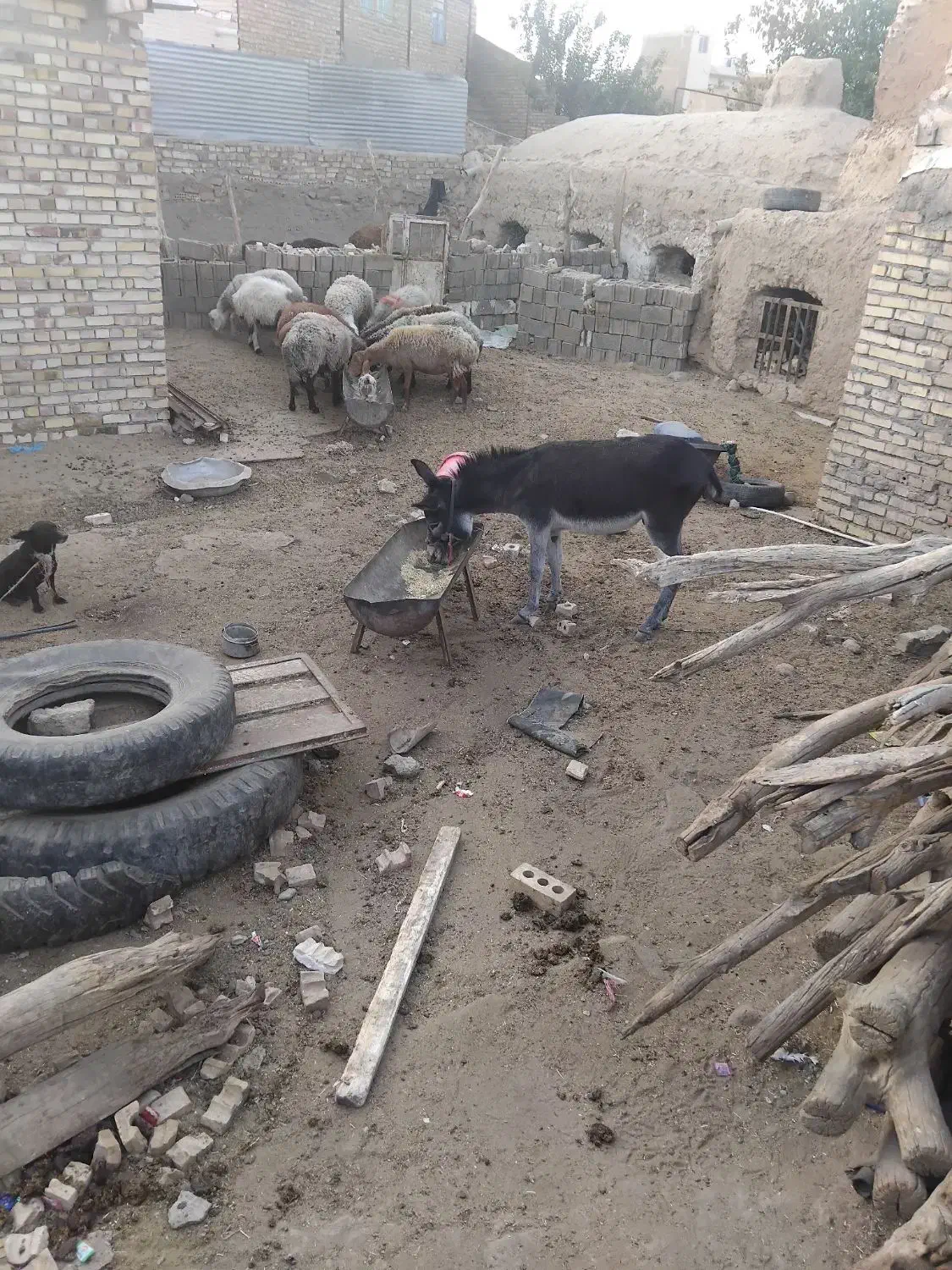 خر نر رمگی یک ساله|حیوانات مزرعه|تربت جام, میان جام|دیوار