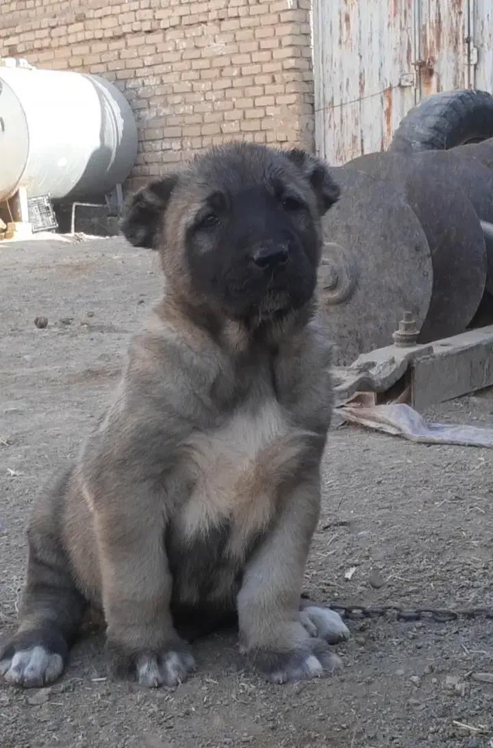 توله سرابی درجه یک|سگ|تهران, آبشار تهران (دریاچه)|دیوار