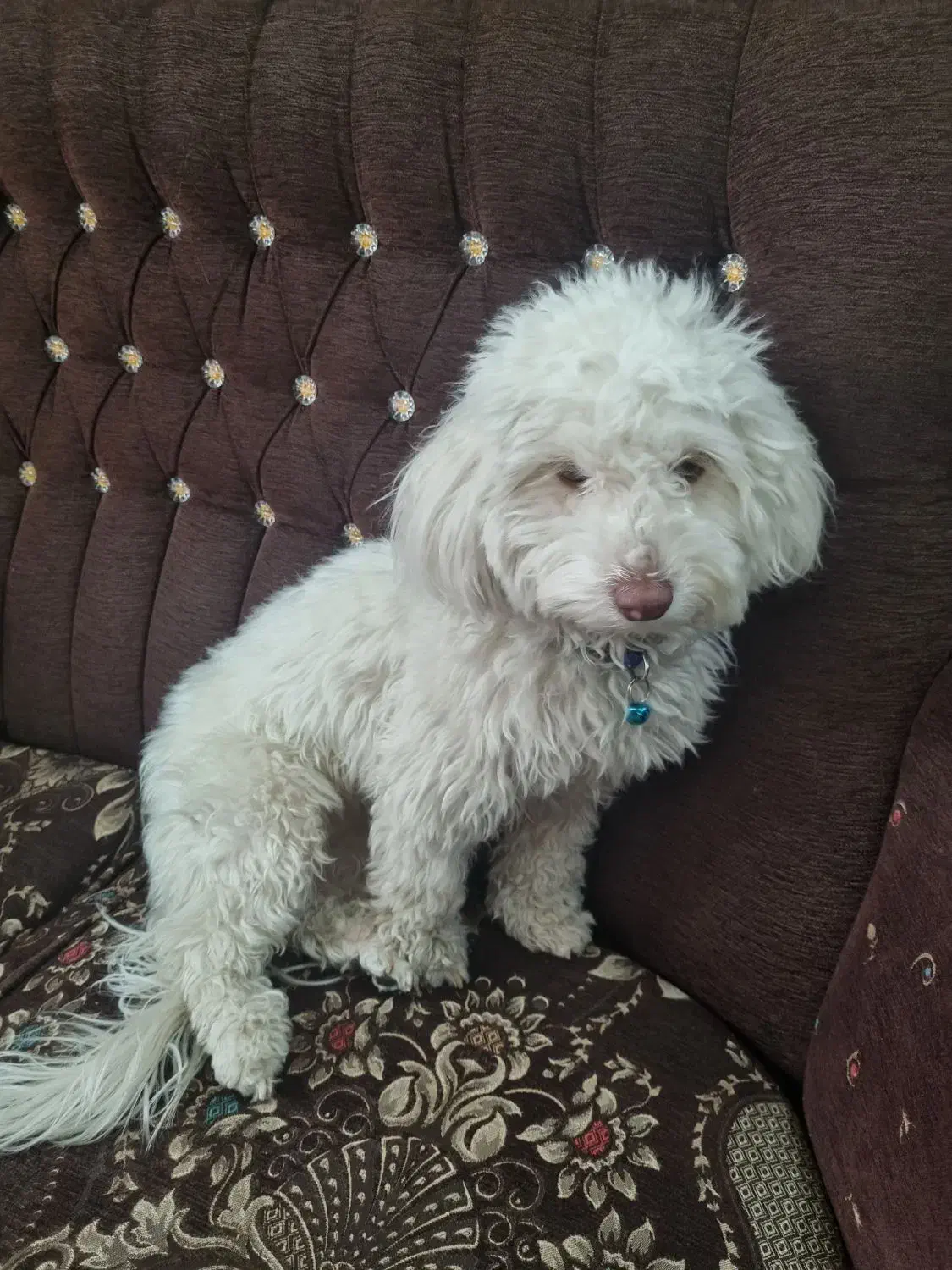 سگ آپارتمانی|سگ|اصفهان, صدف|دیوار