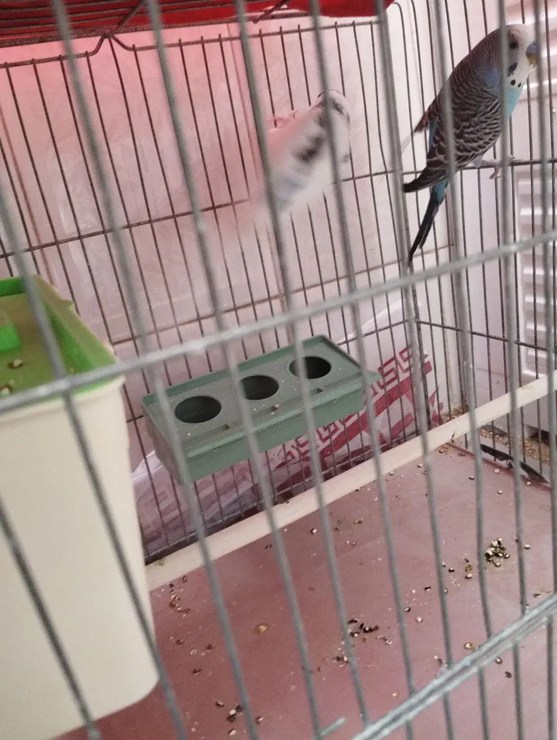 مرغ عشق|پرنده|شهرضا, |دیوار