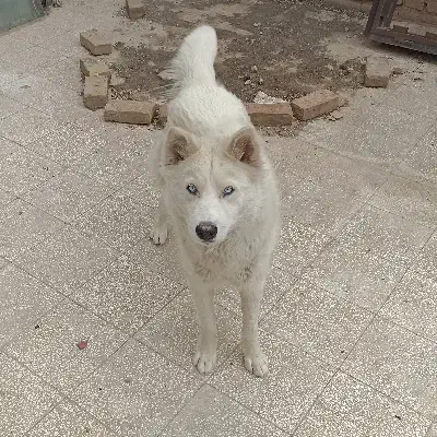 سک میکس سامویید|سگ|سبزوار, زینبیه|دیوار