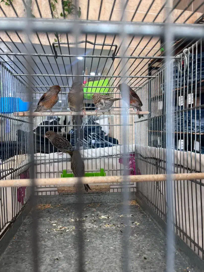 قناری مرغ عشق عروس هلندی|پرنده|تهران, افسریه شمالی|دیوار