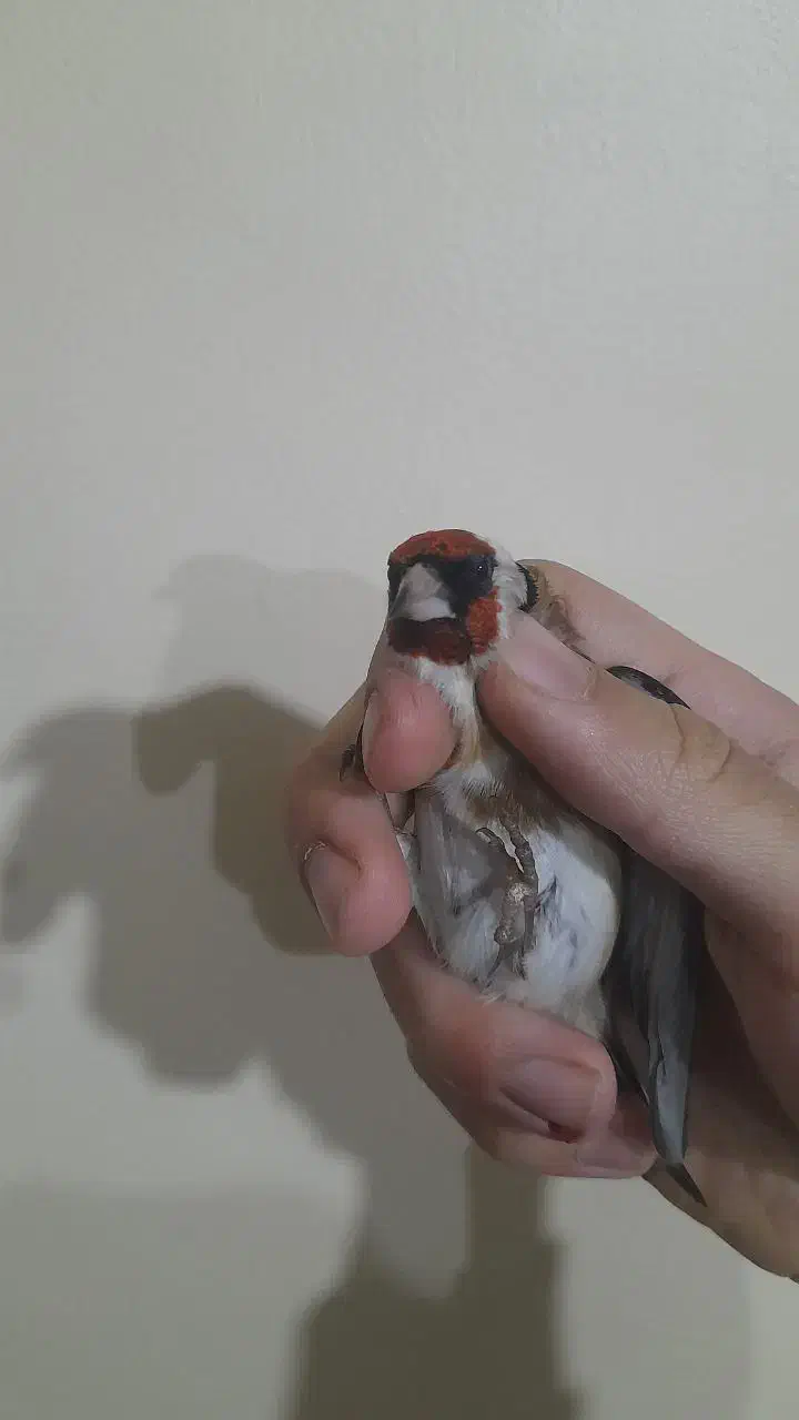 سهره نر قطعه دار خوشتیپ و استایل|پرنده|ارومیه, |دیوار