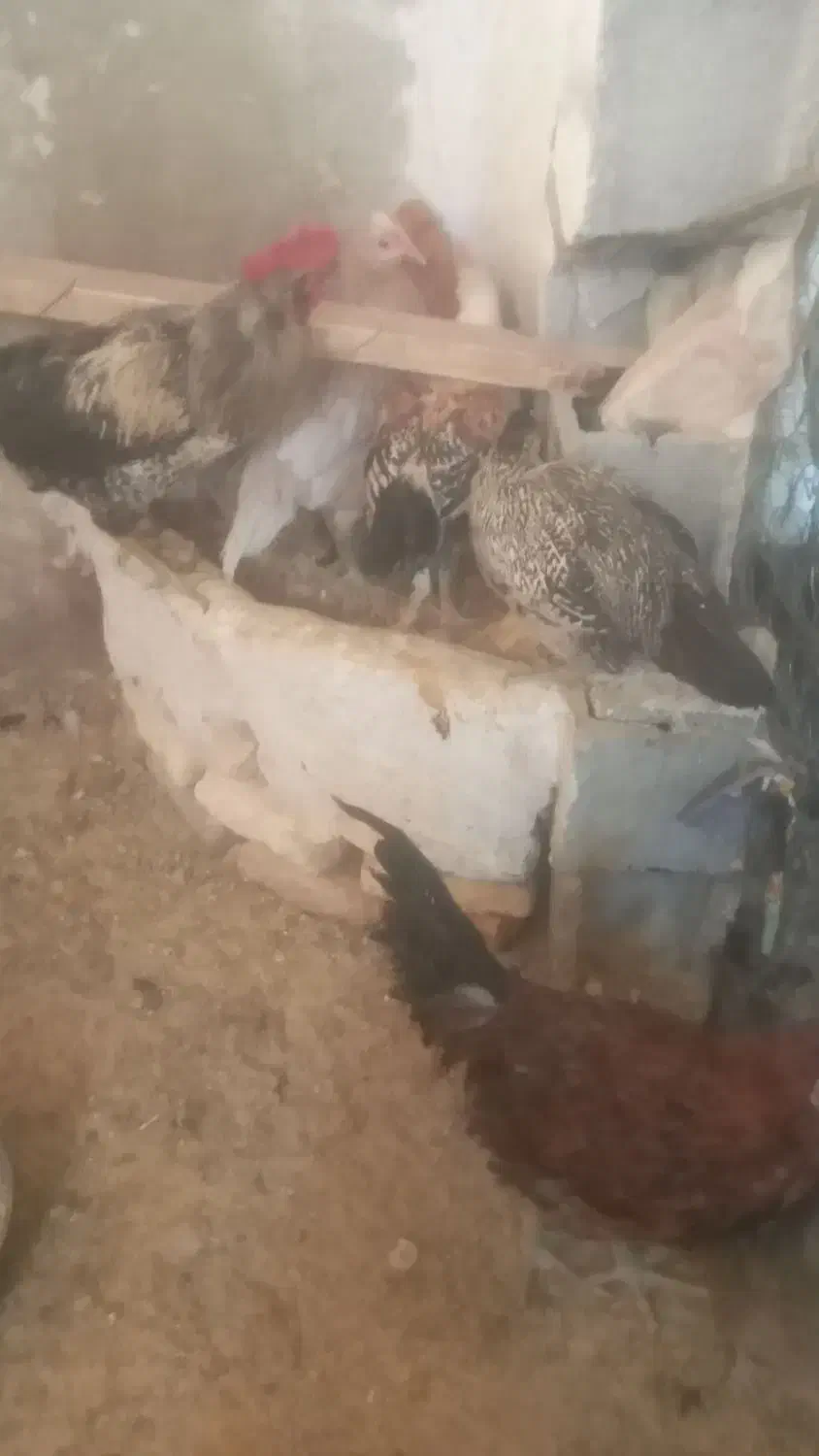 خروس محلی|حیوانات مزرعه|شیراز, ده پیاله|دیوار