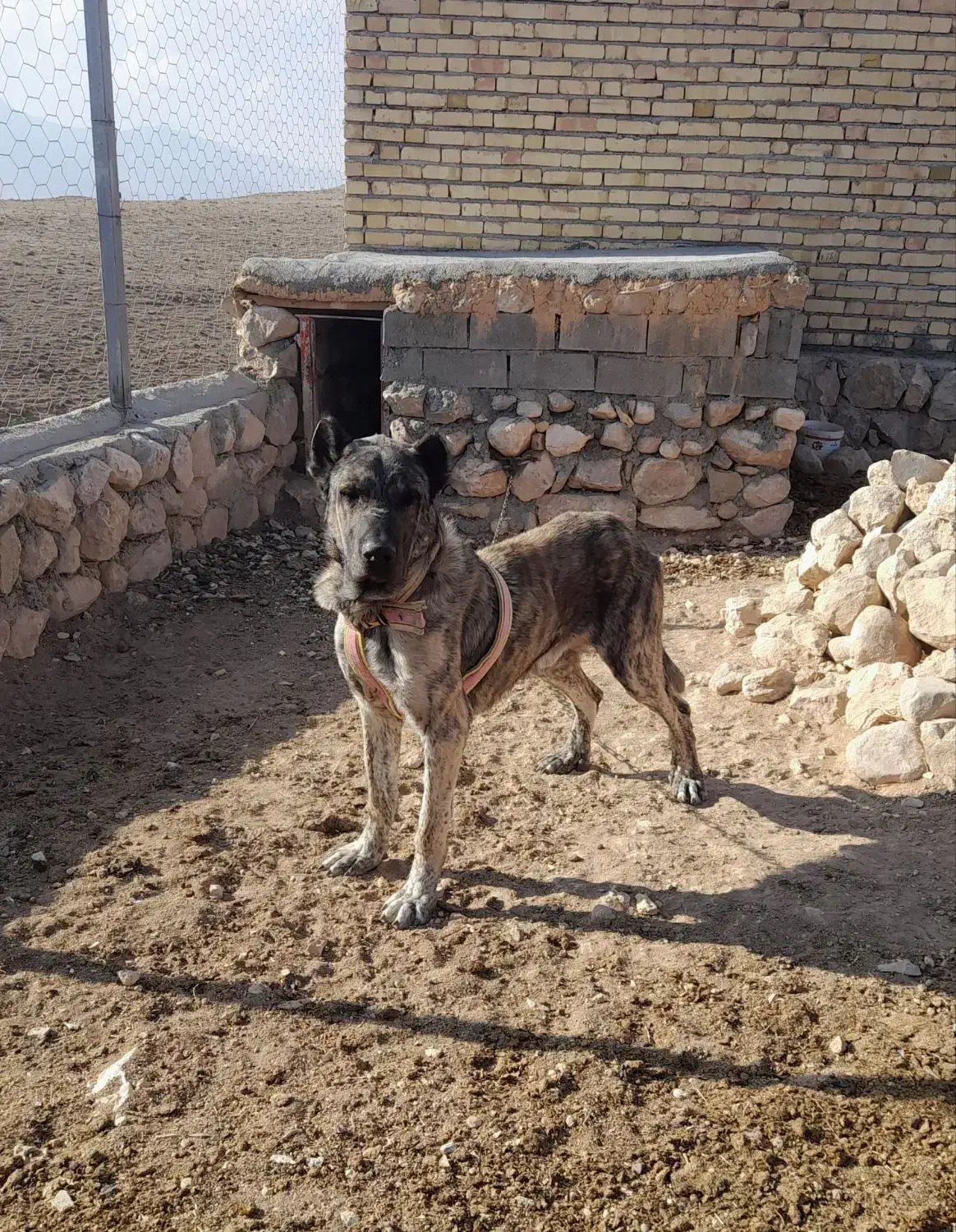 واگذاری سگ نژاد دار سراب|سگ|بجنورد, |دیوار