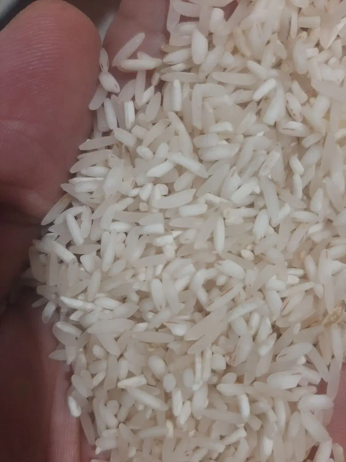 برنج محلی فجر|خوردنی و آشامیدنی|گنبد کاووس, |دیوار