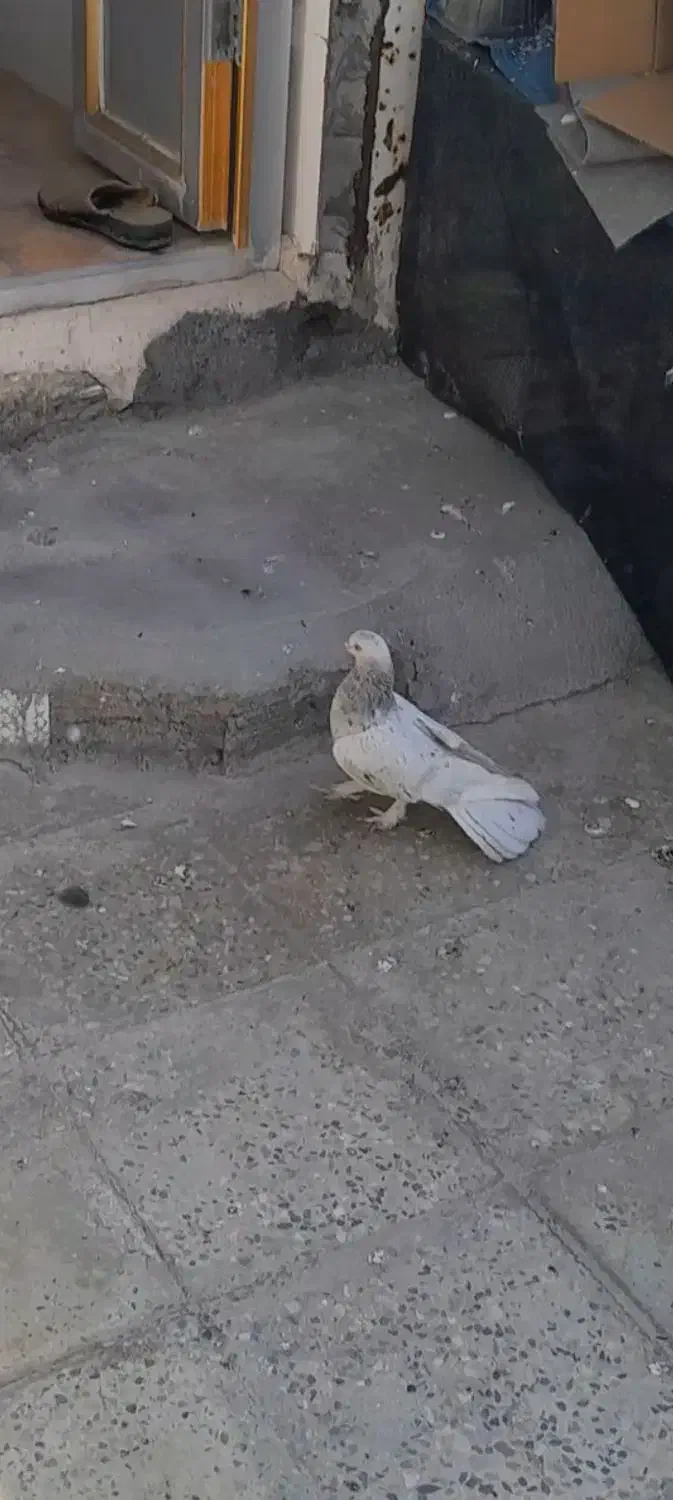 کبوتر گوم شده  جایزه داره|حیوانات|دوگنبدان, |دیوار