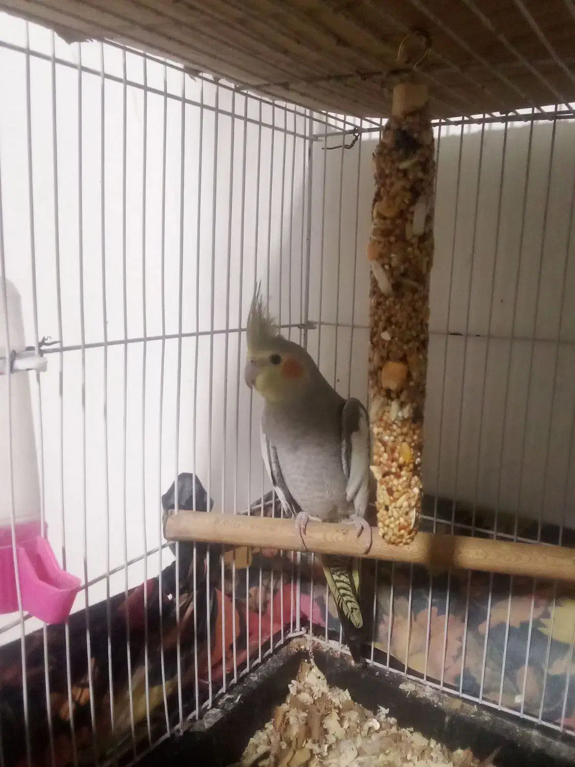 عروس هلندی ماده|پرنده|ساری, |دیوار