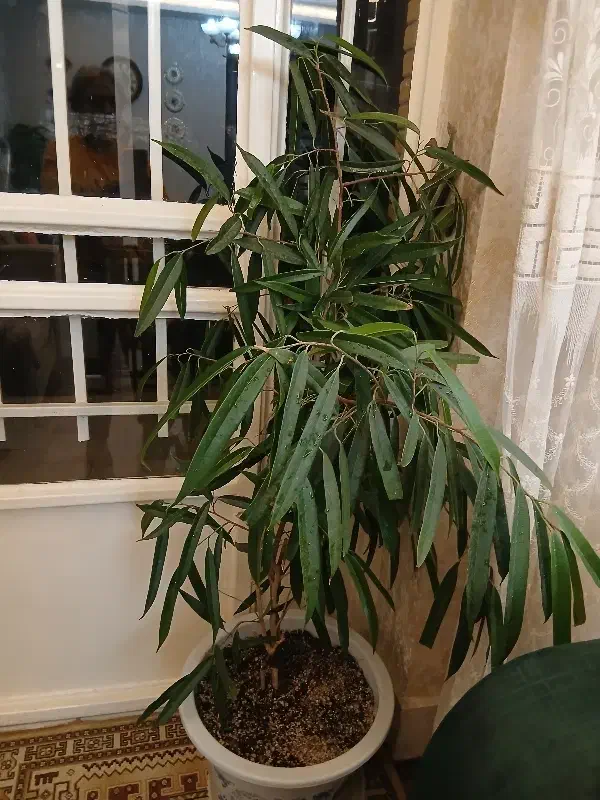 گل طبیعی|گل و گیاه طبیعی|تربتحیدریه, مظفریه|دیوار