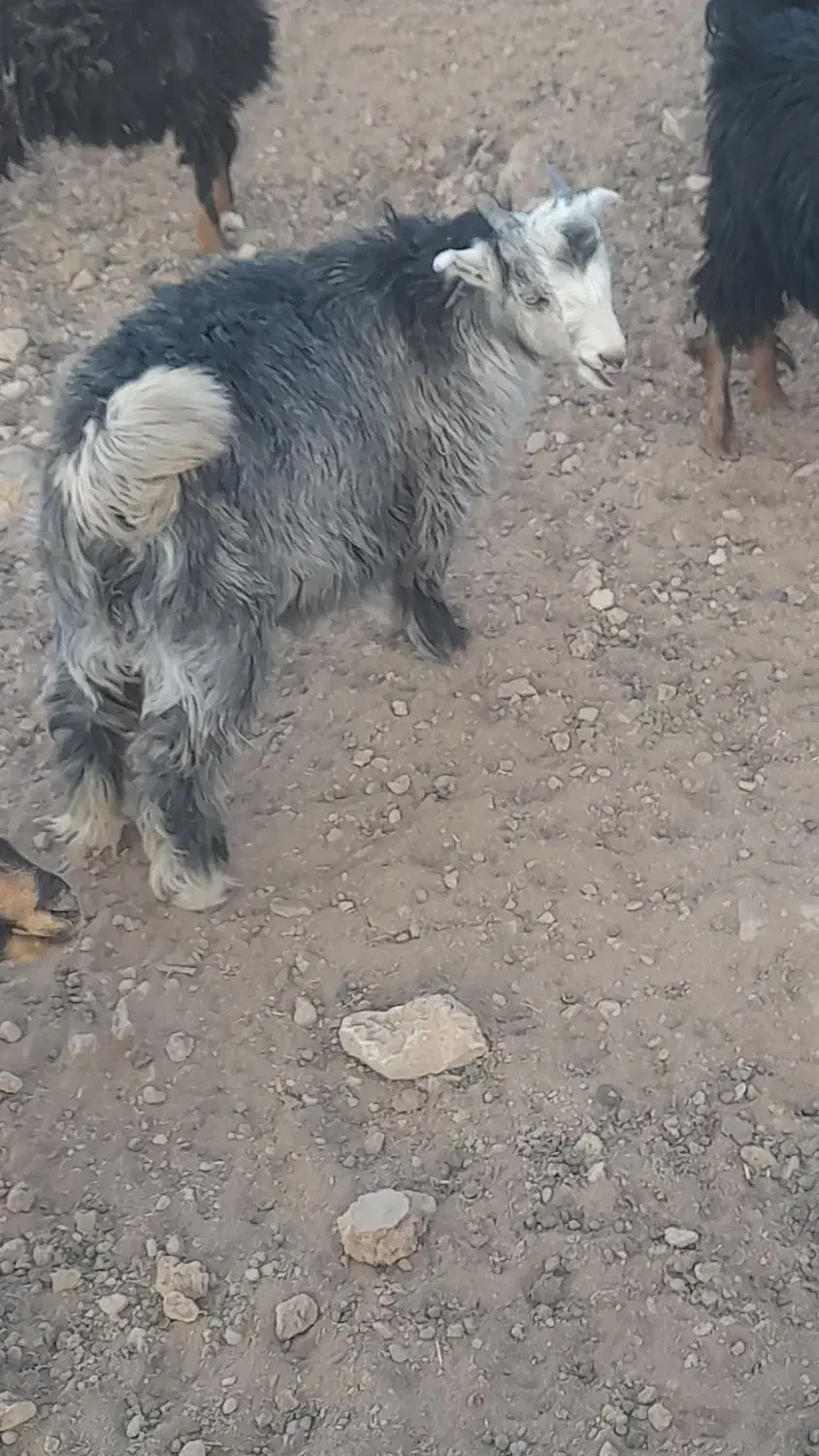 کهره نر و ماده|حیوانات مزرعه|آباده, |دیوار