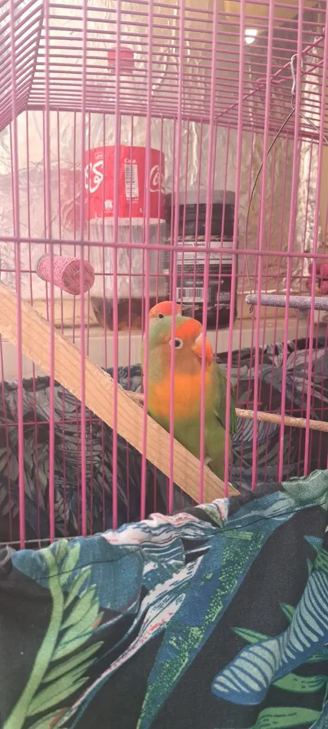 طوطی برزیلی|پرنده|فردیس, شهرک ناز|دیوار