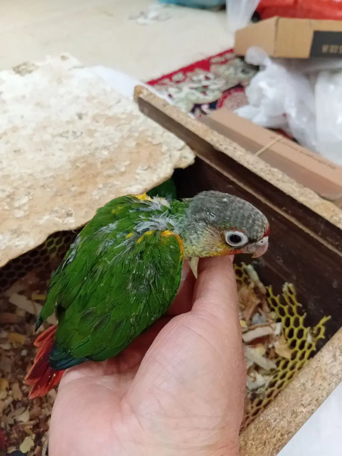 فروش جوجه گرینچیک|پرنده|کرمان, |دیوار