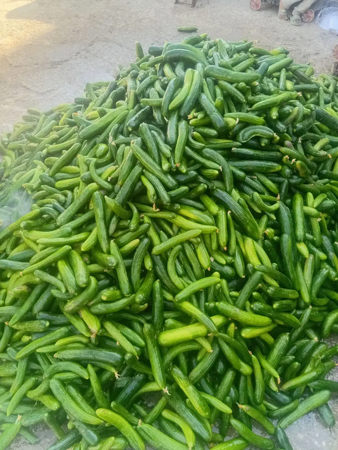 با سلام خیار شور درجه یک|خوردنی و آشامیدنی|طاغنکوه, |دیوار