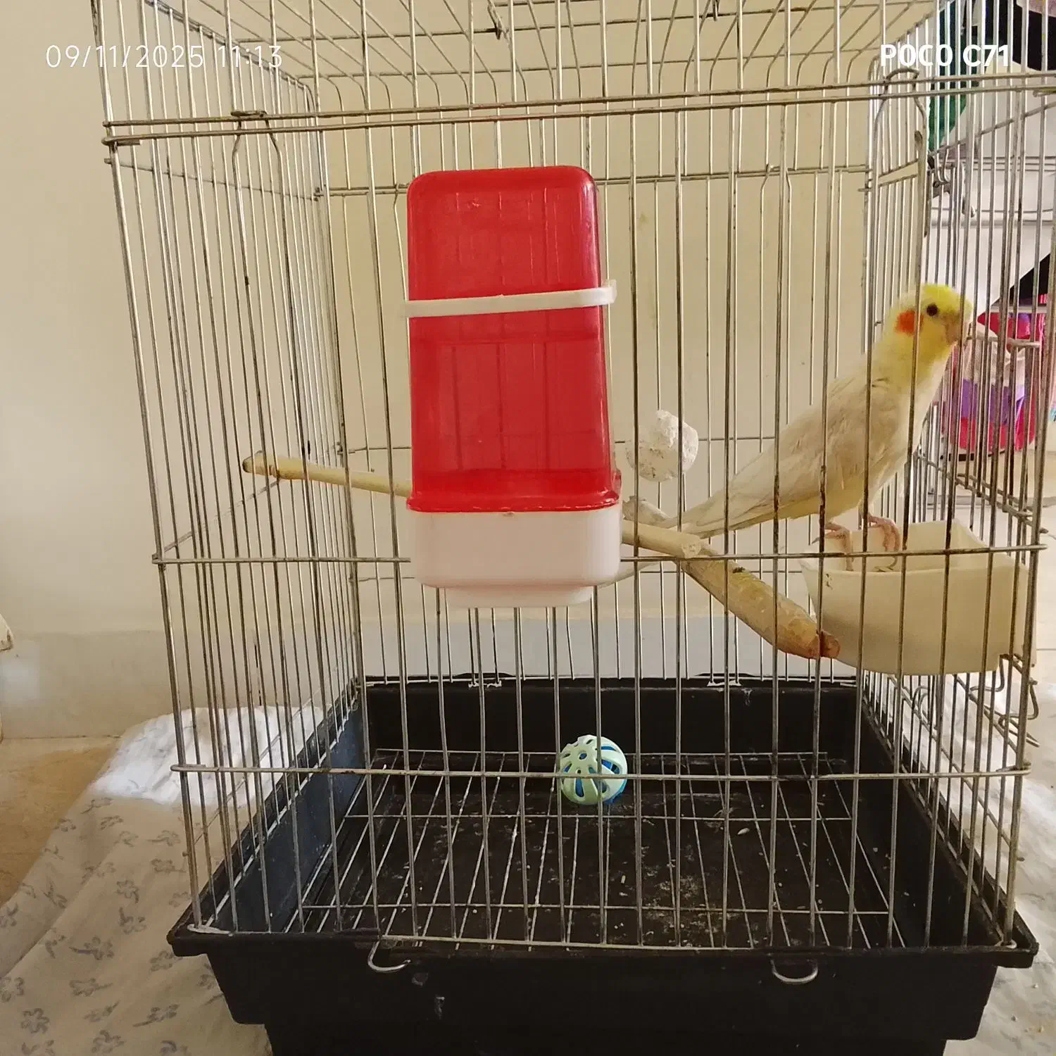 پرنده|پرنده|تهران, شوش (باغ آذری)|دیوار