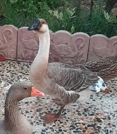 غاز|حیوانات مزرعه|شفت, |دیوار