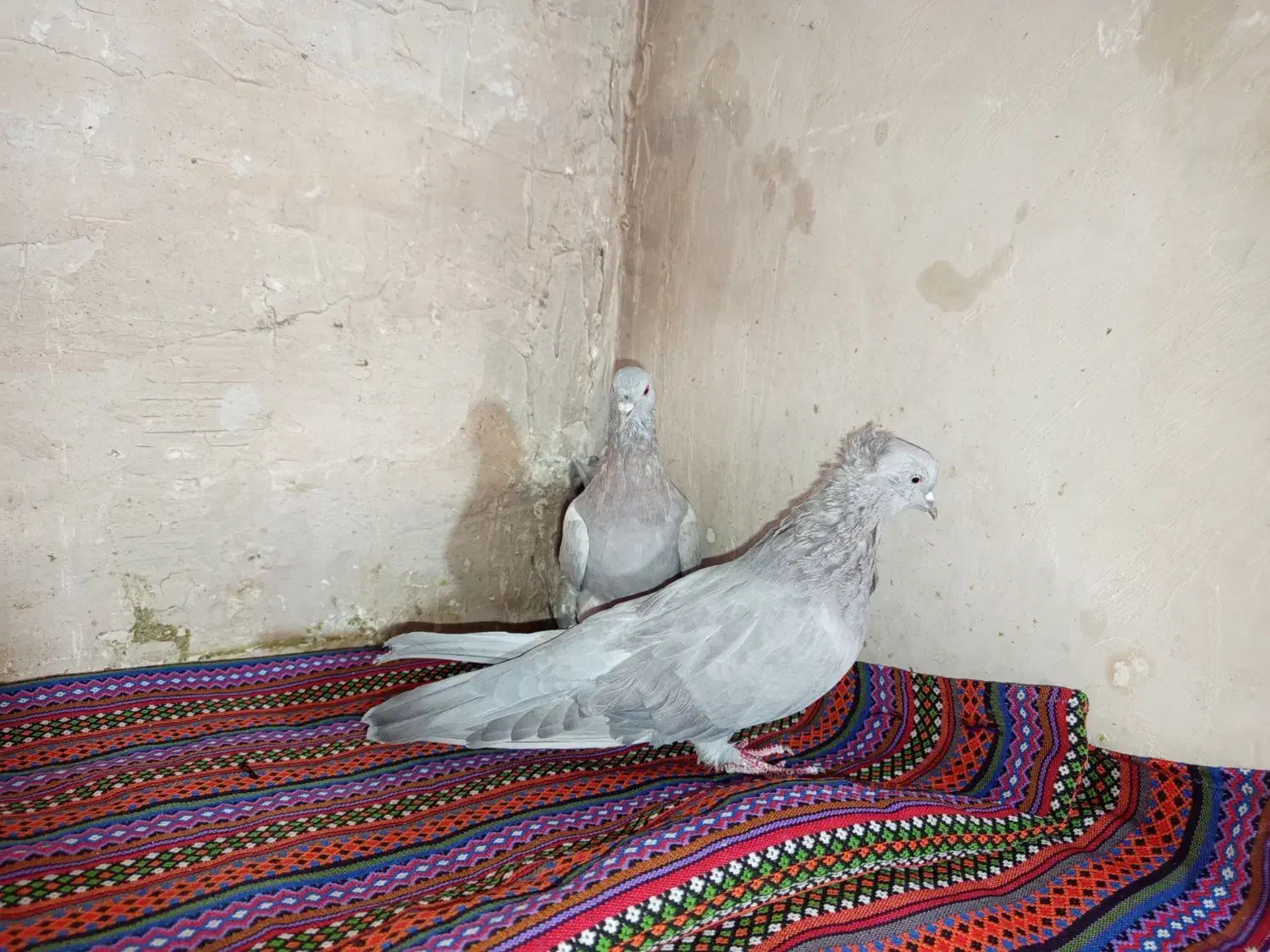 کفتر اصفهانی|پرنده|برخوار, |دیوار