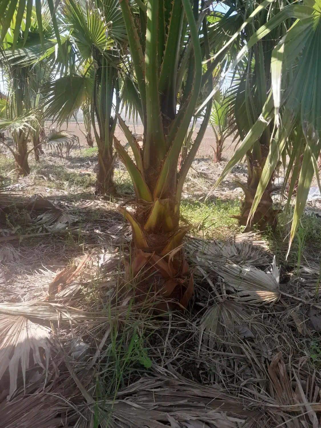 گل پالم|گل و گیاه طبیعی|رودبنه, |دیوار