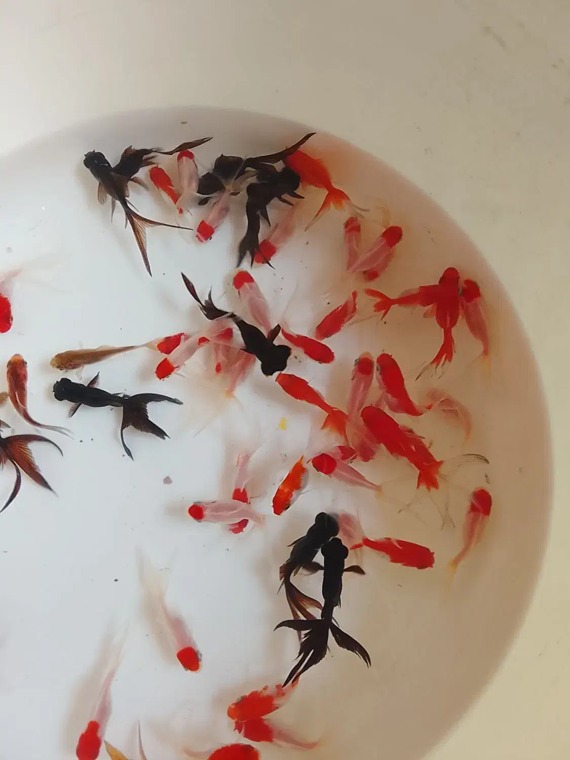 ماهی قرمز|ماهی|نیشابور, شهید بهشتی|دیوار