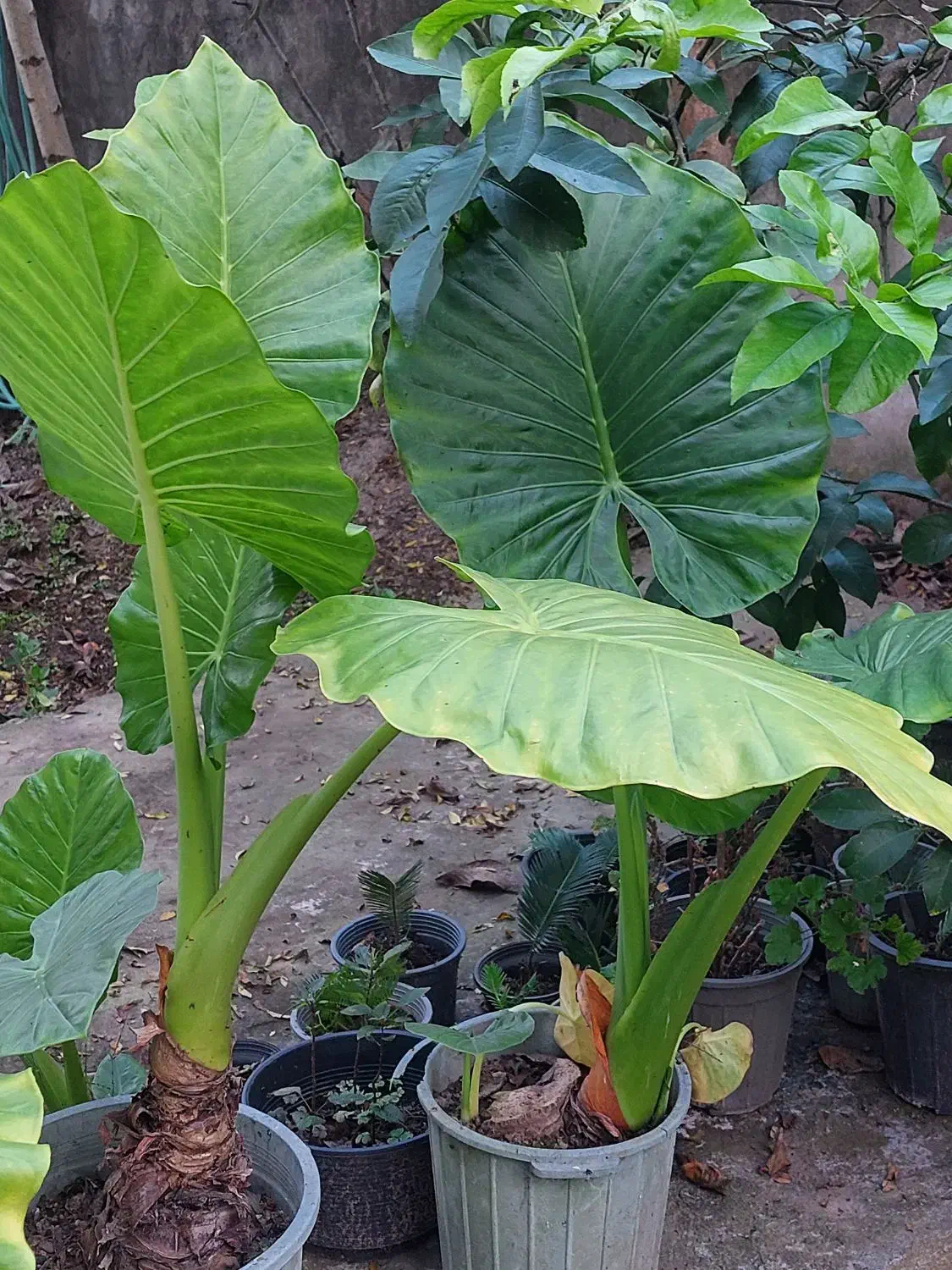 گل بابا آدم|گل و گیاه طبیعی|خمام, |دیوار