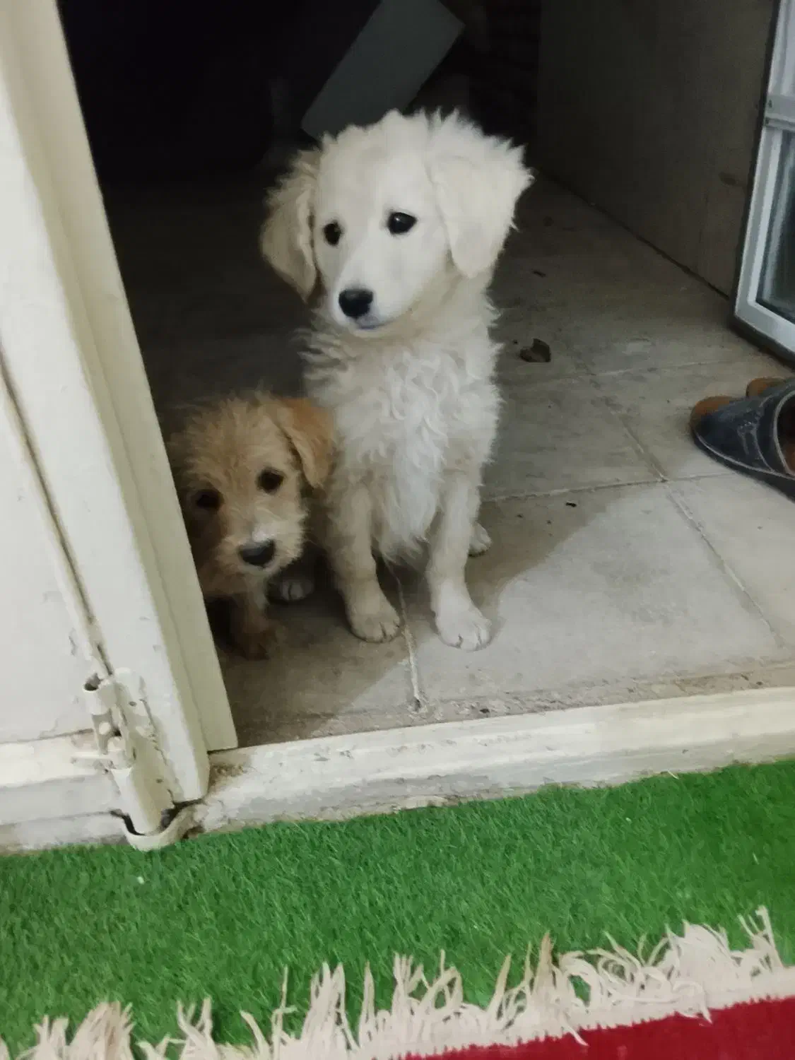 دو عدد توله شیتزو|سگ|سبزوار, شرق کال میانی|دیوار