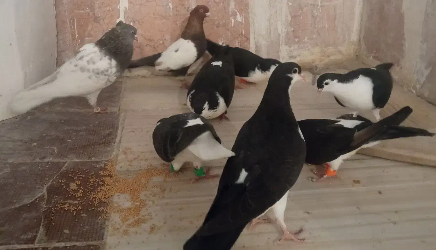 کبوتر|پرنده|درمیان, |دیوار