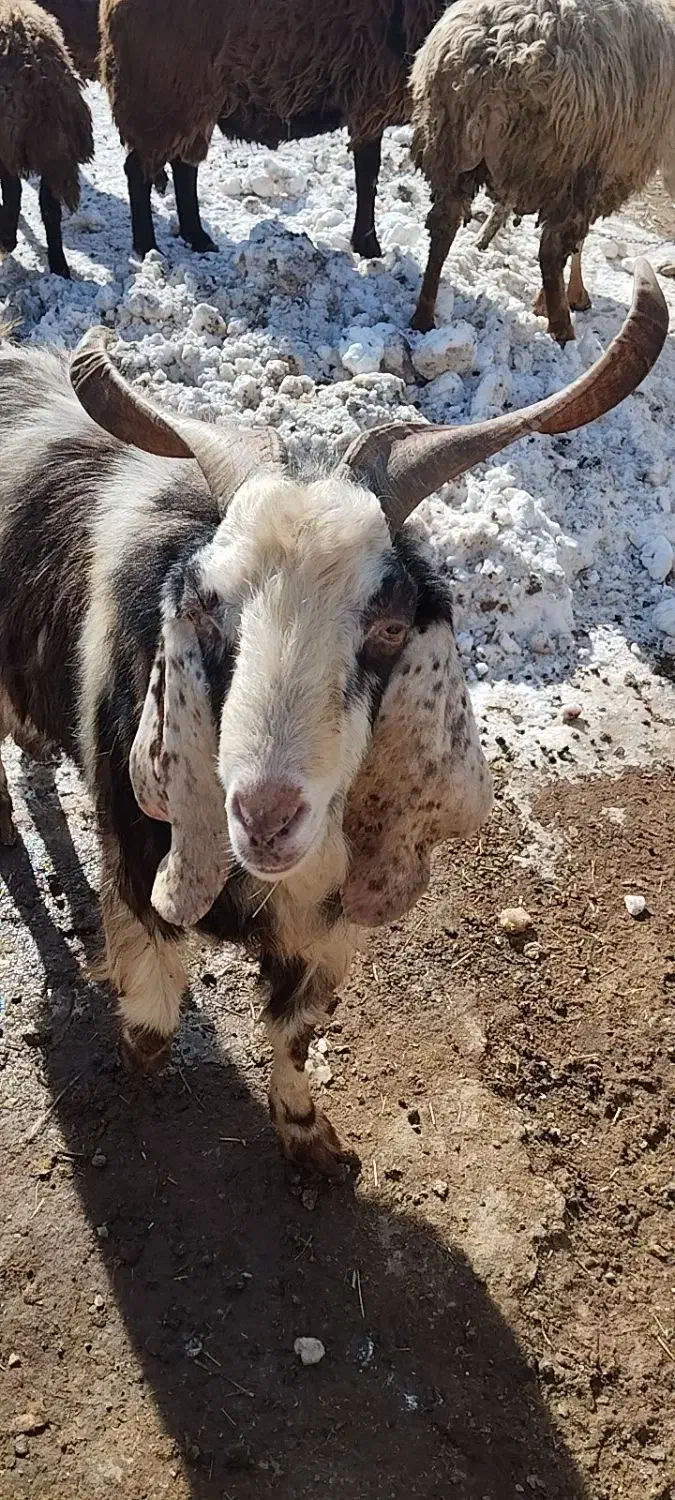 بز نر|حیوانات مزرعه|اردبیل, |دیوار
