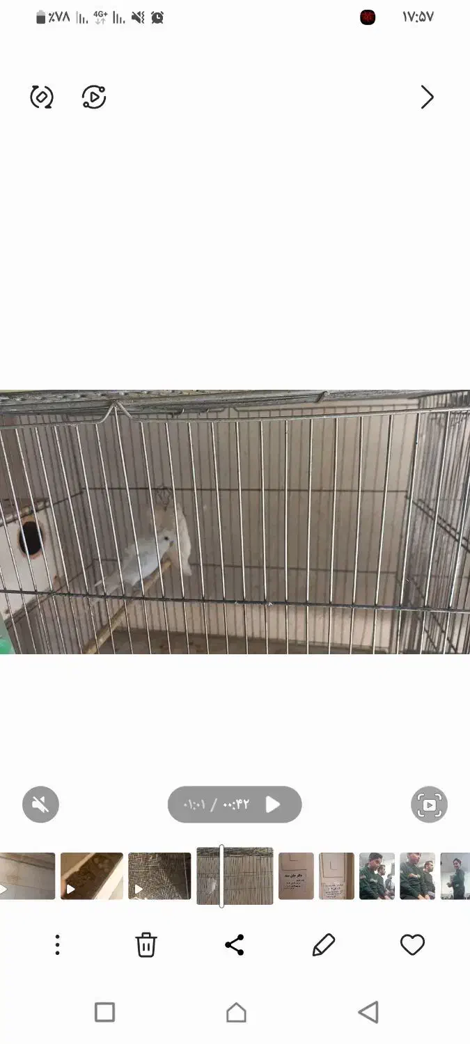 مرغ عشق پروانه ای شرابی|پرنده|برخوار, |دیوار