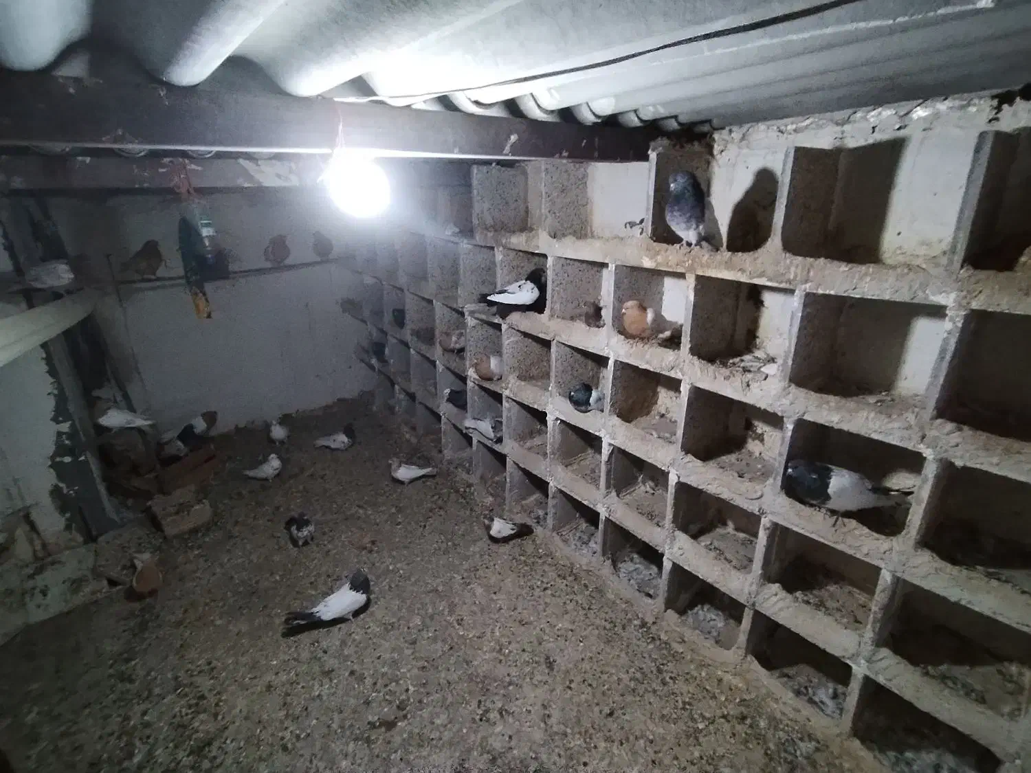 فروش 26 عدد کبوتر با قیمت مناسب|پرنده|میانه, |دیوار