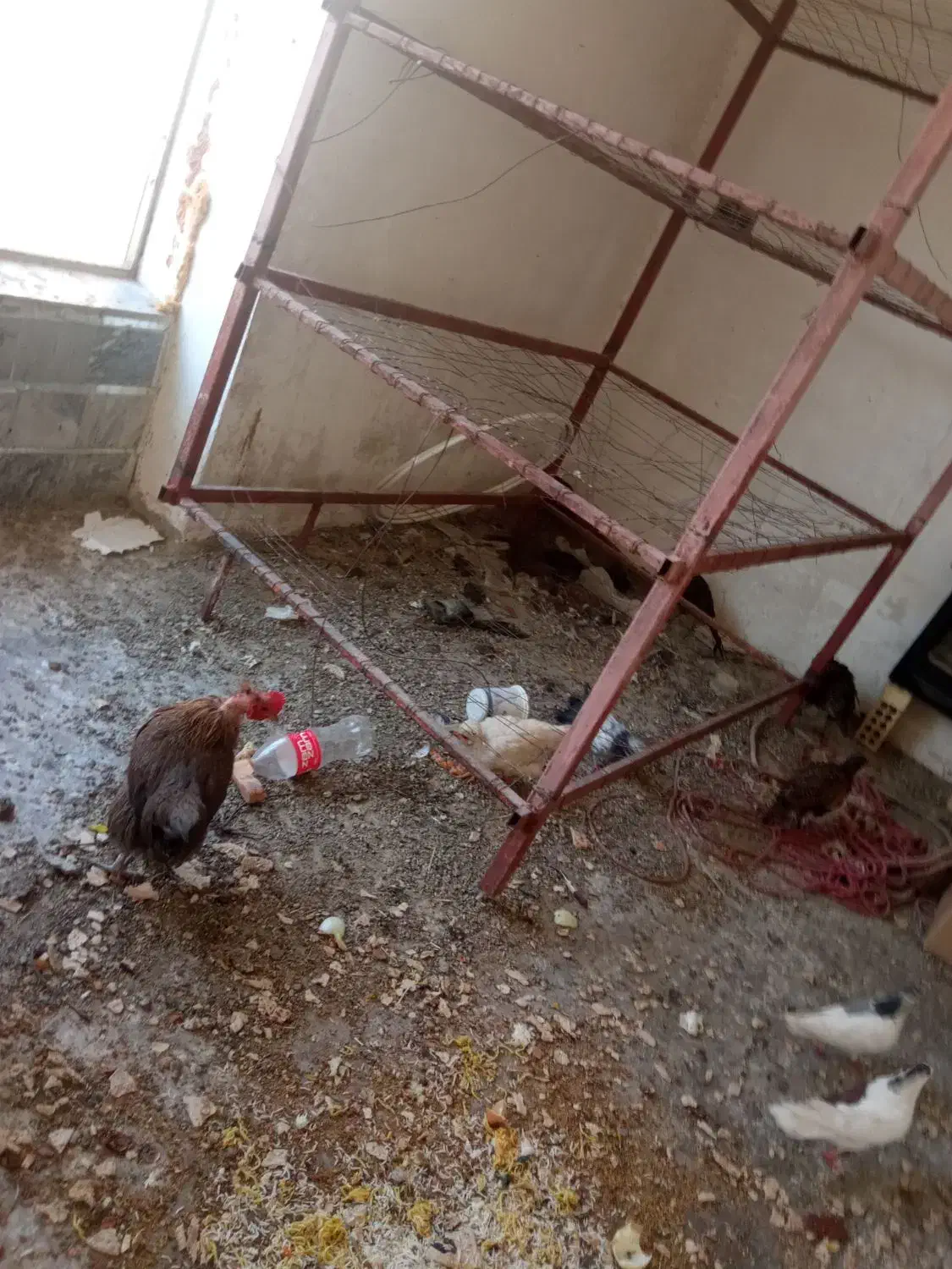 مرغ وخروس تزینی|حیوانات مزرعه|اصفهان, امامزاده اسماعیل|دیوار