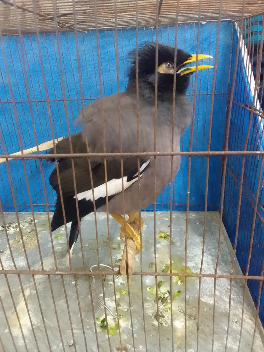 مرغ مینا|پرنده|اسالم, |دیوار