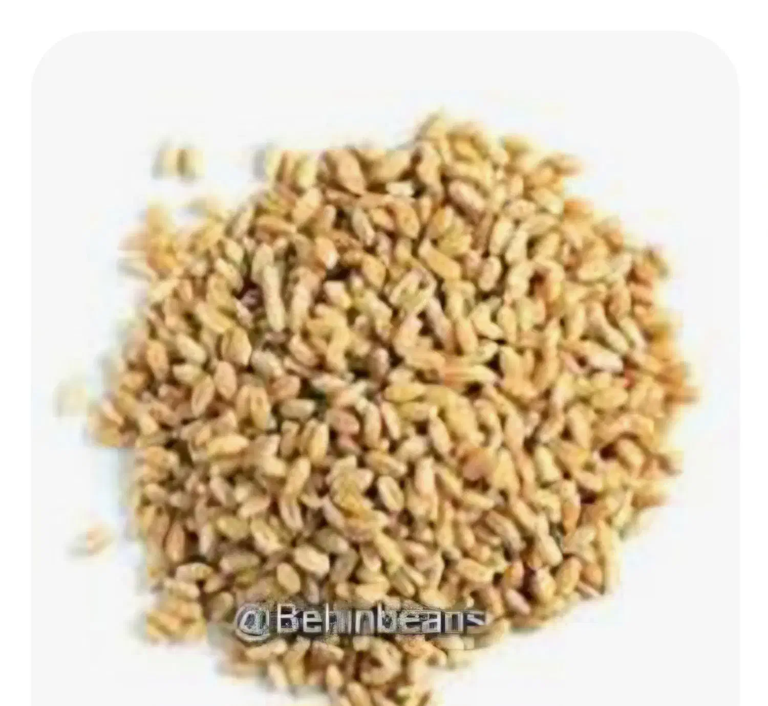 فروش گندم دیمی|عمده‌فروشی|آوج, |دیوار