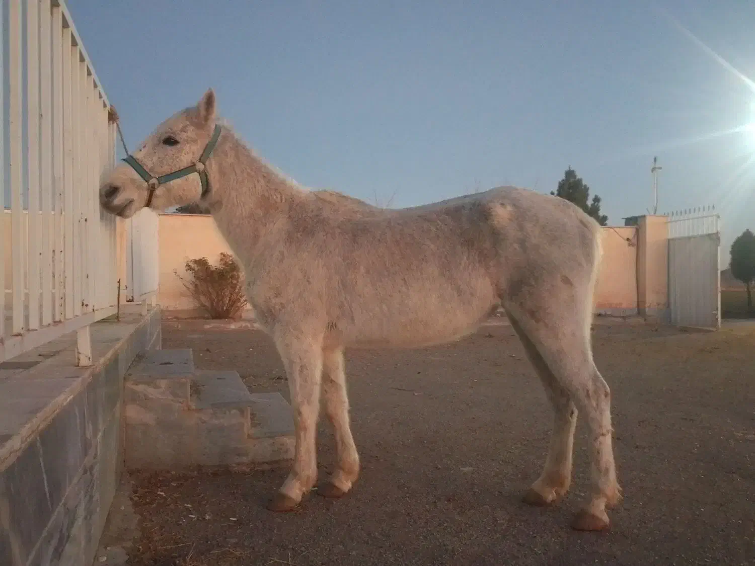 مادیون کرد|اسب و تجهیزات اسب‌سواری|صفادشت, |دیوار