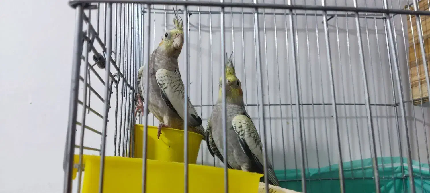 تعویض عروس هلندی با طوطی برزیلی|پرنده|اسلام‌شهر, شهرک سالور|دیوار