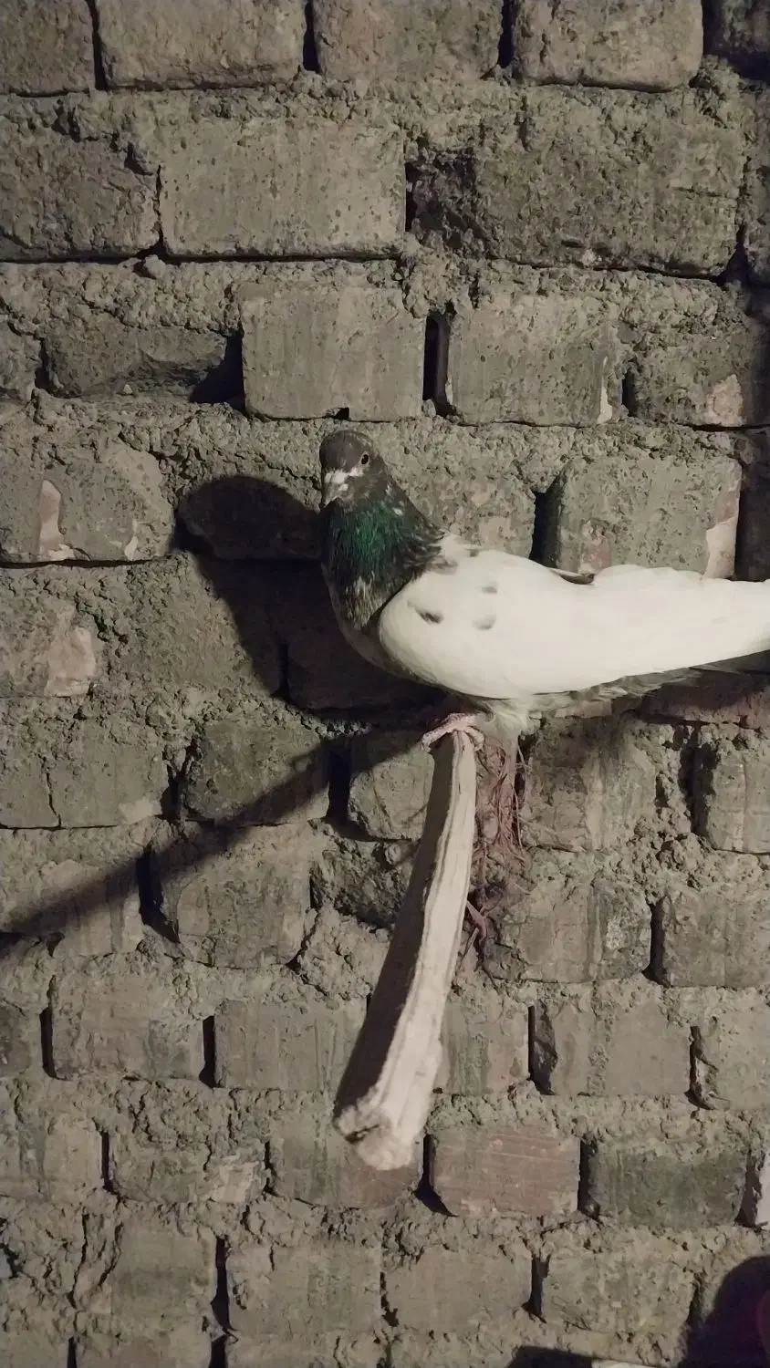 دو عدد کبوتر|پرنده|مهاجران, |دیوار