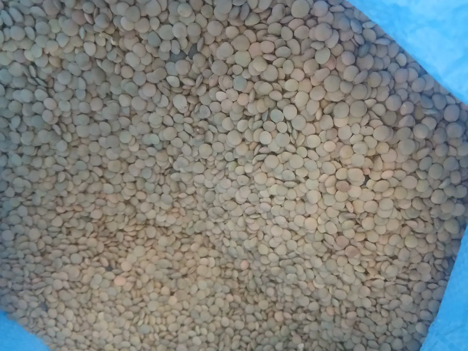 عدس امسال|خوردنی و آشامیدنی|بزینه رود, |دیوار