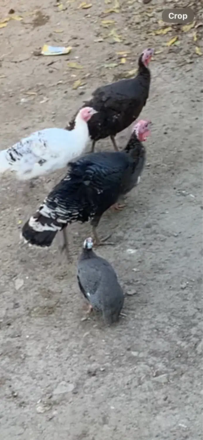 بوقلمون ماده معاوضه با نر|حیوانات مزرعه|آمل, |دیوار