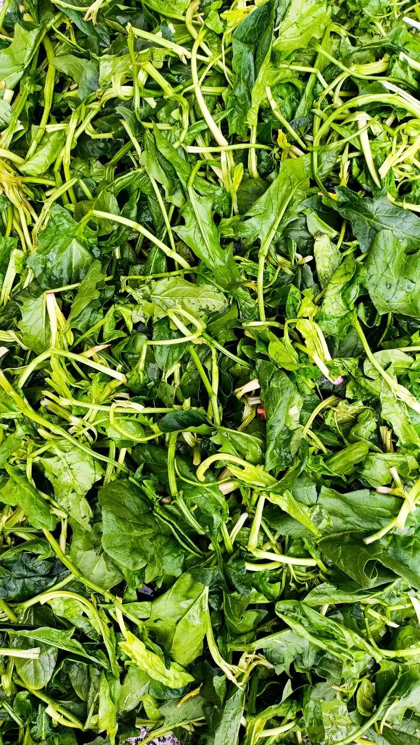 سبزی مارکت(عمده فروشی)|خوردنی و آشامیدنی|شیراز, میانرود|دیوار