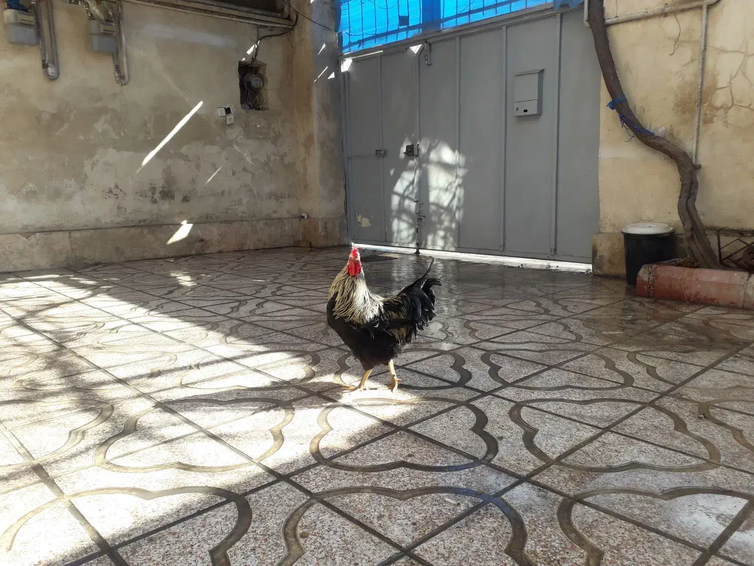 خروس محلی|حیوانات مزرعه|کرج, شهرک نهال و بذر|دیوار