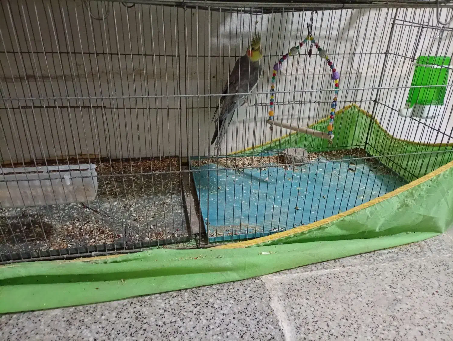 عروس هلندی|پرنده|زرند, |دیوار