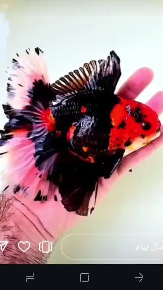 بارماهی گلفیش شارژ شد|ماهی|فولادشهر, مسکن مهر فولادشهر|دیوار