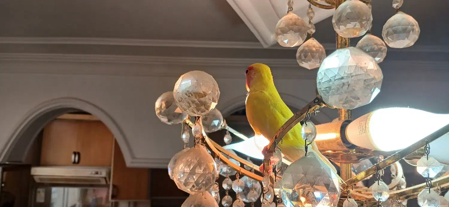 طوطی برزیلی خورشیدی|پرنده|ساری, |دیوار