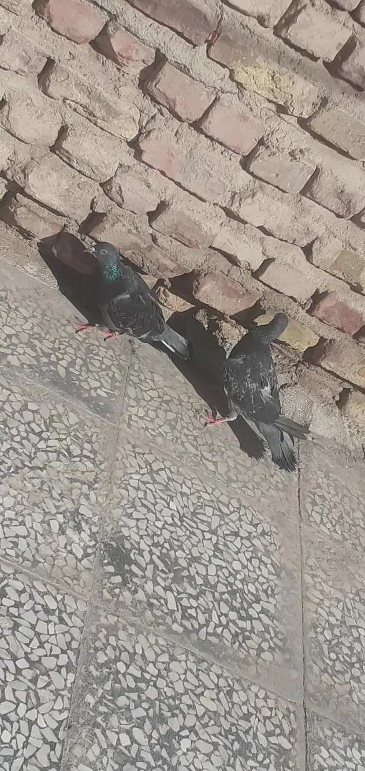 کفتر مگس|پرنده|خاش, |دیوار