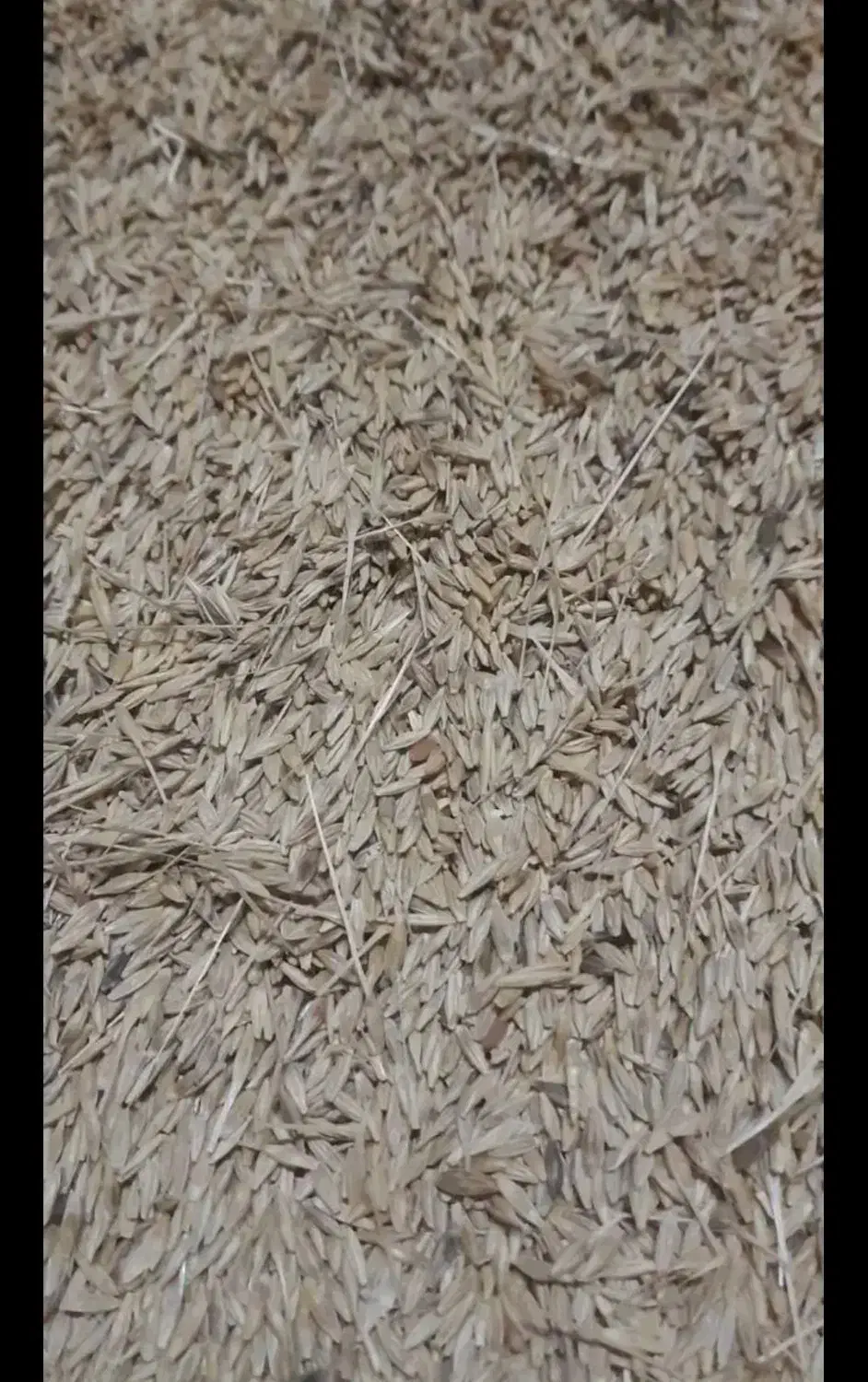 جو و گندم قاطی|عمدهفروشی|بهبهان, |دیوار