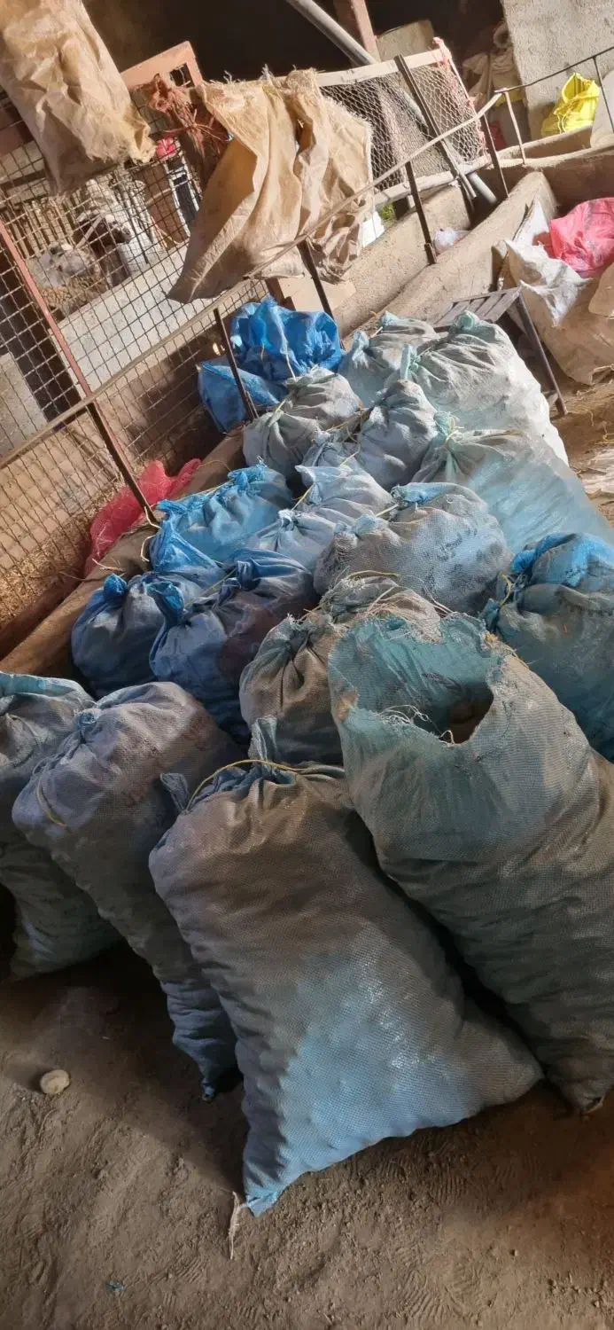 سیب زمینی دامی|عمدهفروشی|شراء, |دیوار