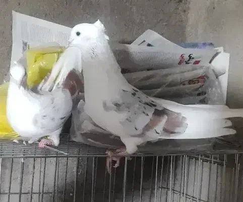 کبوتر خوشونه|پرنده|دره شهر, |دیوار